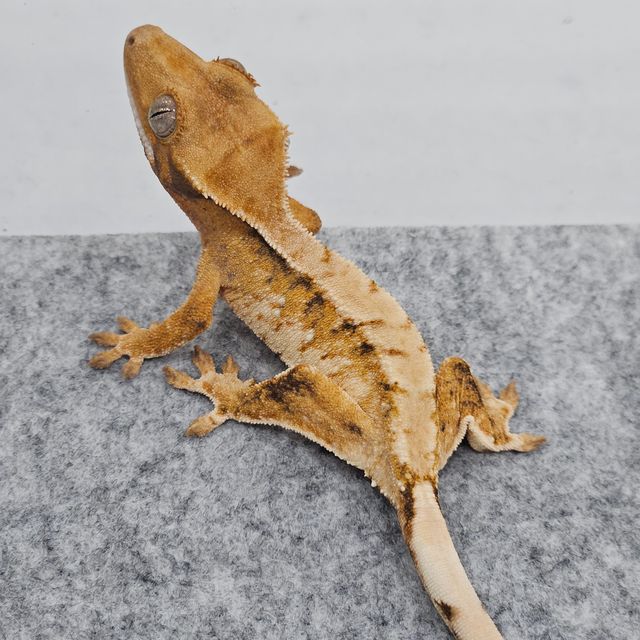 트라이