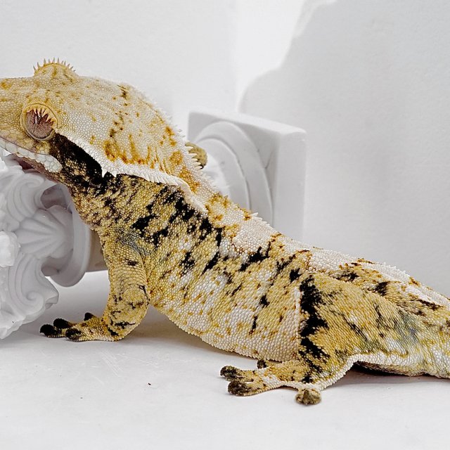 화이트크라운 트라이 익스트림할리퀸