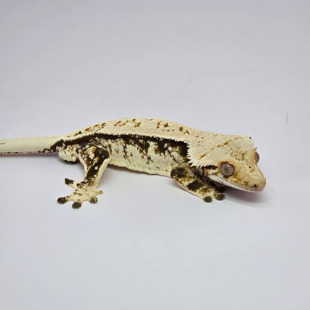 트라이