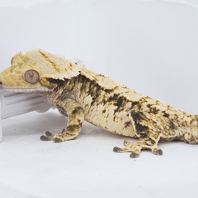 Tri Extreme Harlequin