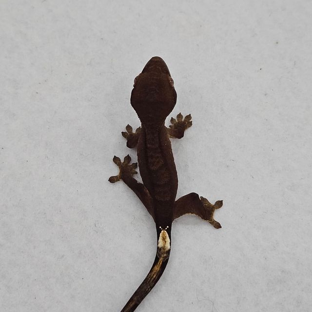 블랙 챠콜 알티