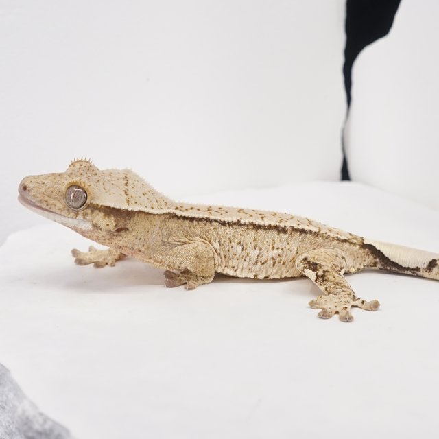 Drippy White Spot Tri