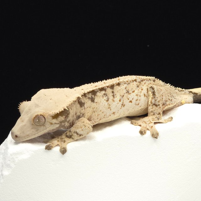 Extreme Harlequin White Tri