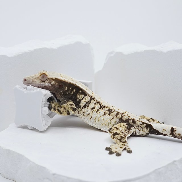 드리피 화이트스팟