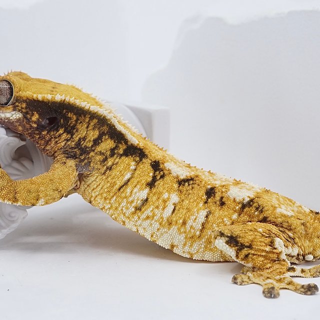 텐저린 드리피 화이트스팟