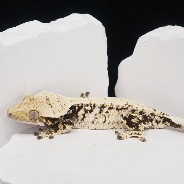 White Extreme Harlequin White Spot