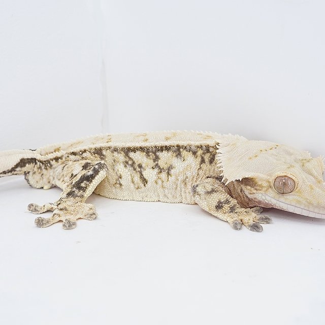 Pinstripe Tri Extreme Harlequin