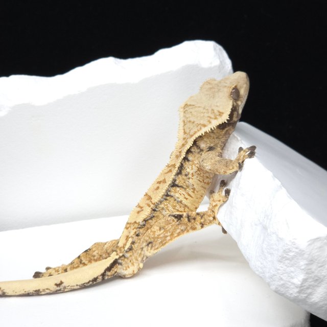 텐저린 트라이 익스트림할리퀸