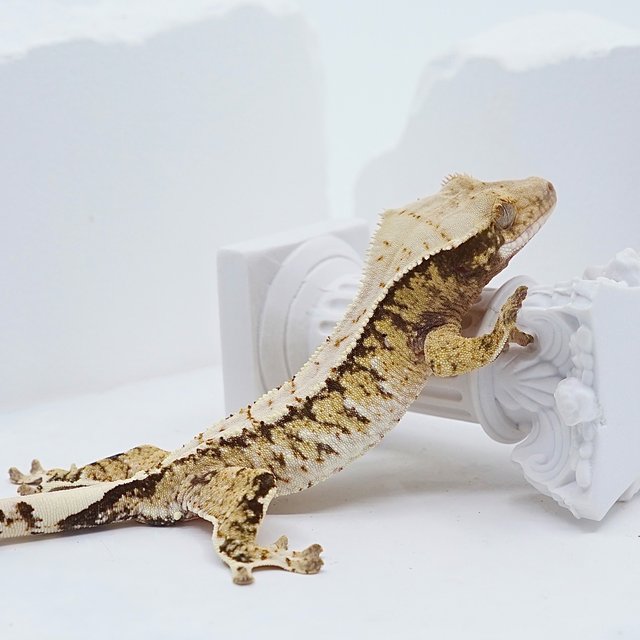 드리피 화이트스팟