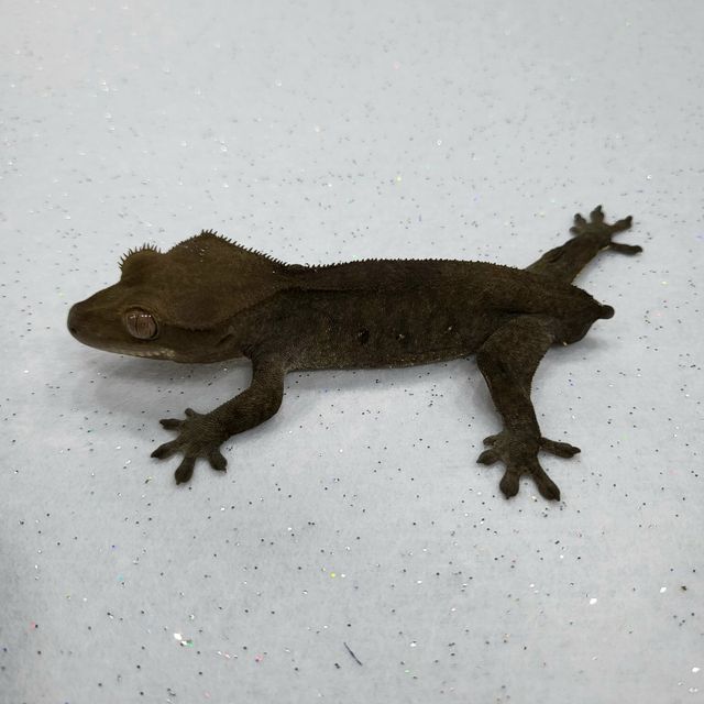 챠콜 알티
