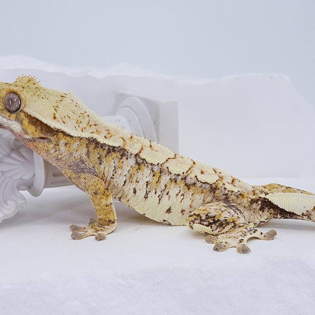 Tri Extreme Harlequin Drippy White Spot