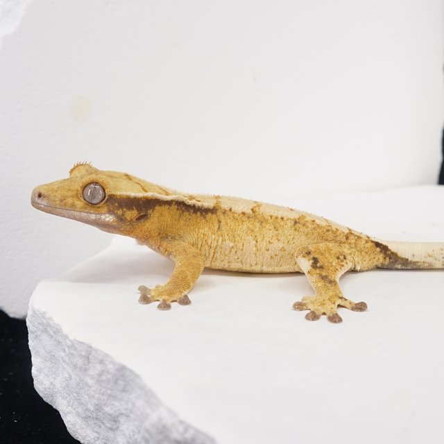 Tangerine Tri White Crown