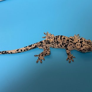 달마시안 슈퍼달마시안