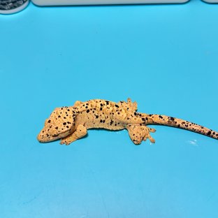 슈퍼달마시안 달마시안