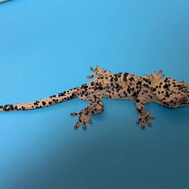 달마시안 슈퍼달마시안