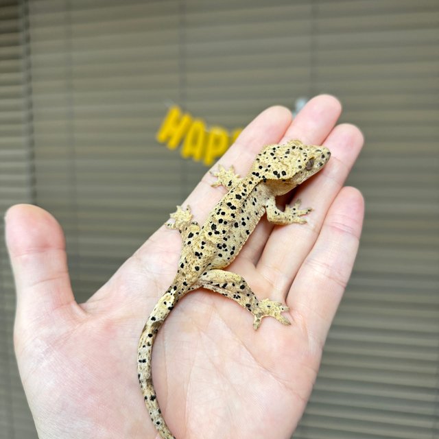 슈퍼달마시안 달마시안