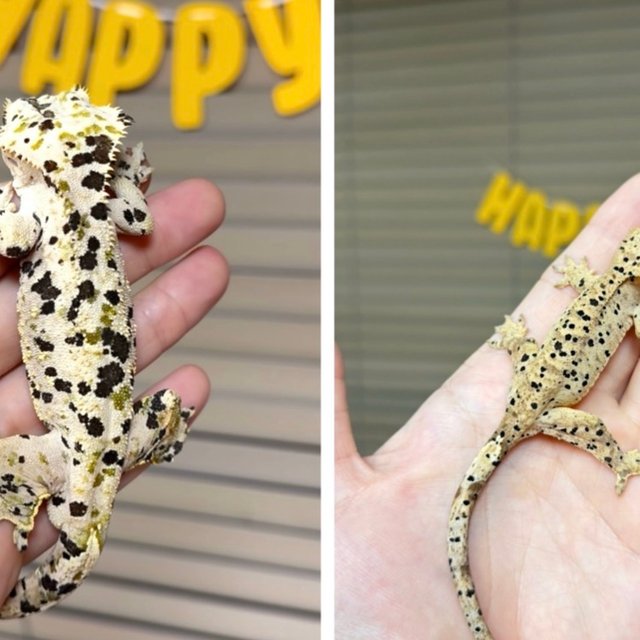 슈퍼달마시안 달마시안