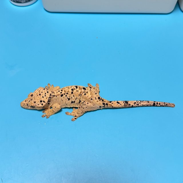 슈퍼달마시안 달마시안