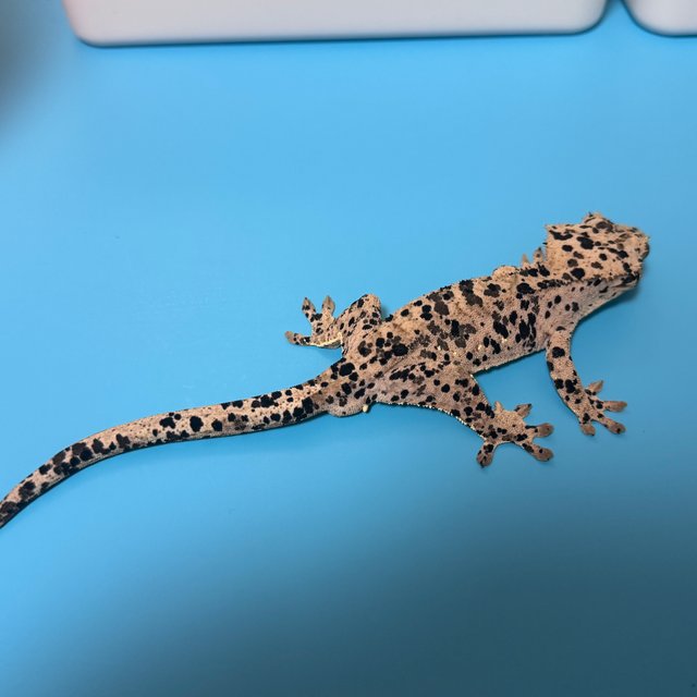 달마시안 슈퍼달마시안