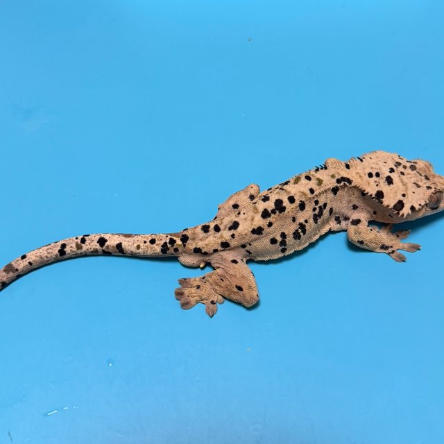 슈퍼달마시안 달마시안