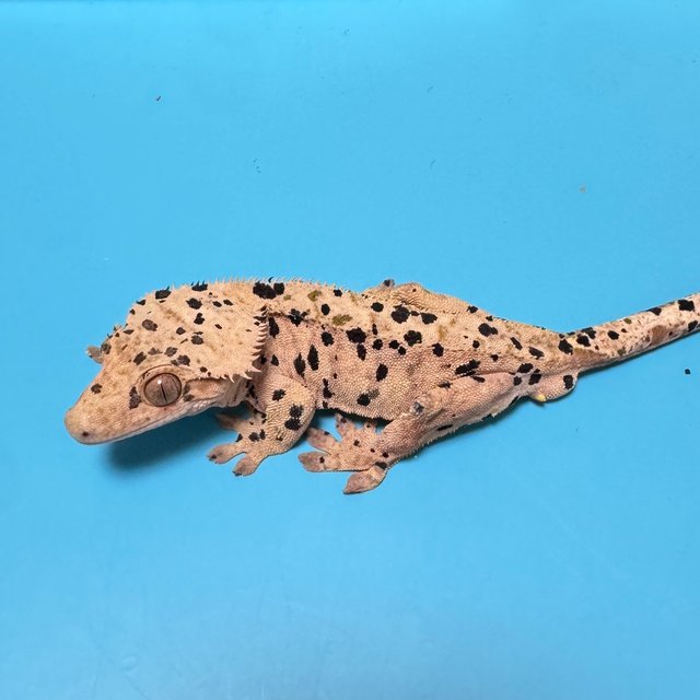 슈퍼달마시안 달마시안