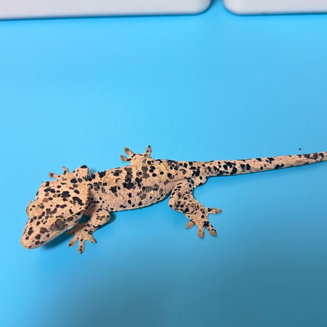 달마시안 슈퍼달마시안