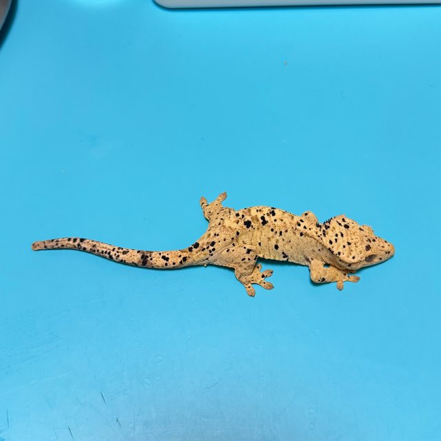 슈퍼달마시안 달마시안