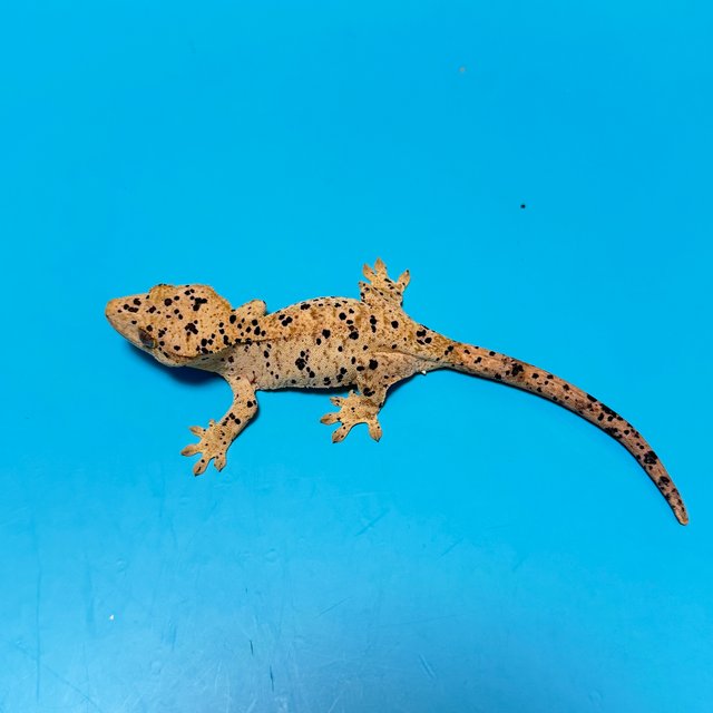 달마시안 슈퍼달마시안