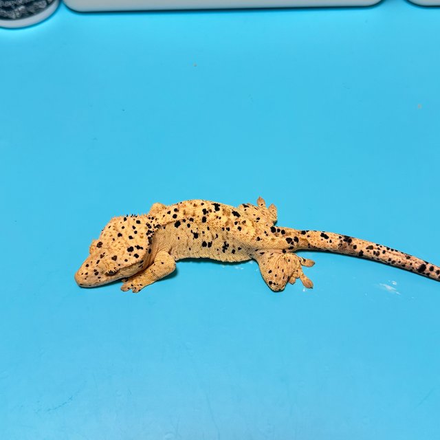 슈퍼달마시안 달마시안