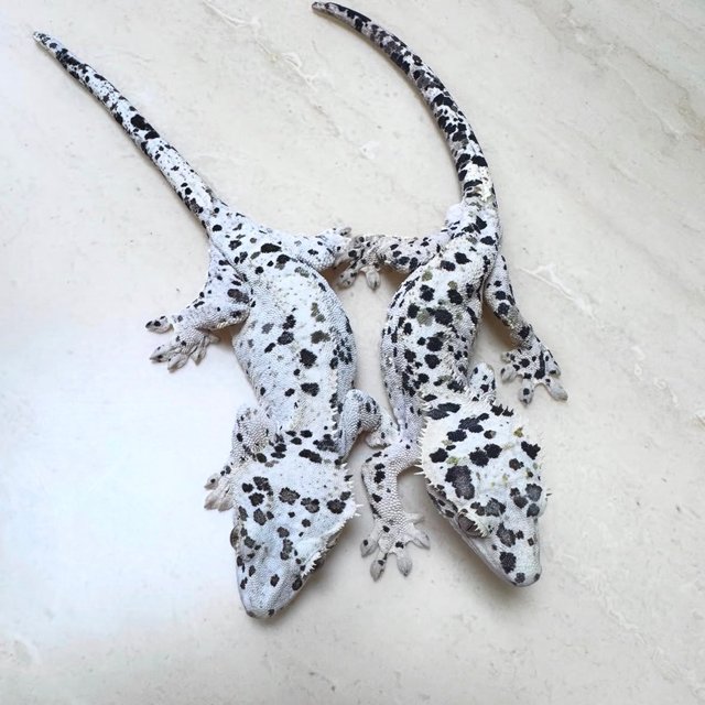 달마시안 슈퍼달마시안