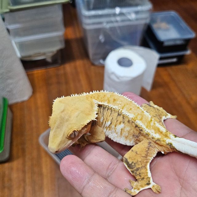 텐저린