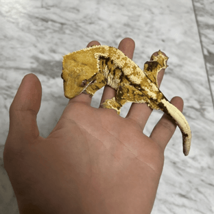 트라이 익스트림할리퀸 텐저린