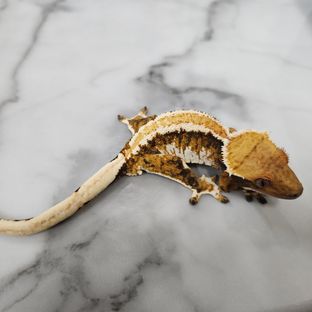 트라이 익스트림할리퀸 텐저린