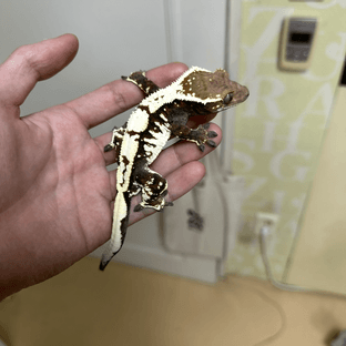 세이블 화이트 화이트핀