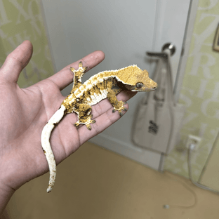 텐저린 트라이 익스트림할리퀸