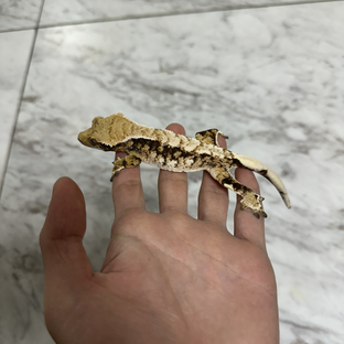 트라이 익스트림할리퀸