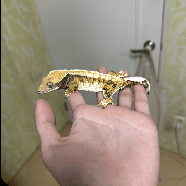 텐저린 트라이 익스트림할리퀸