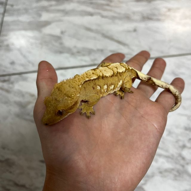 크림