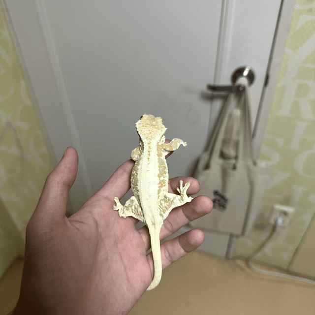 릴리100%헷아잔틱