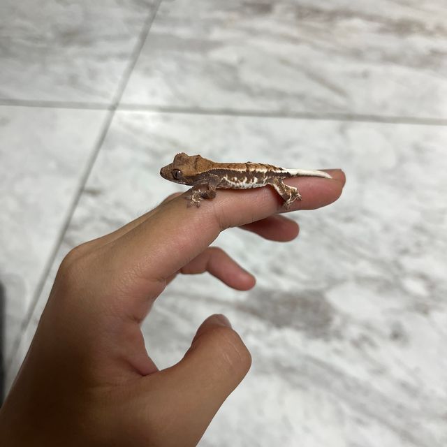 프라푸치노