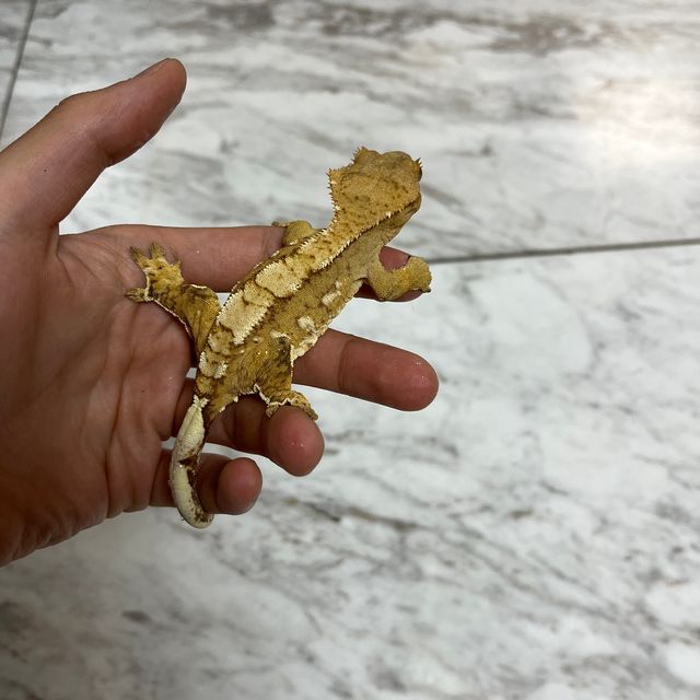크림