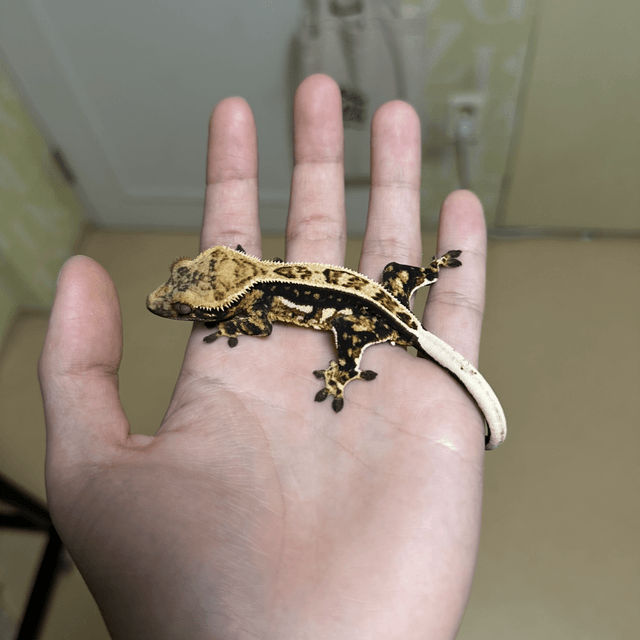 100%헷아잔틱 풀핀