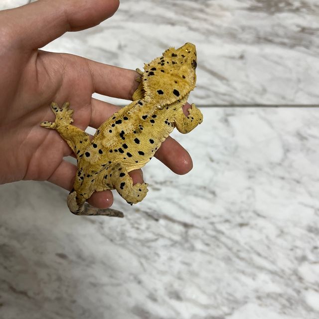 달마시안