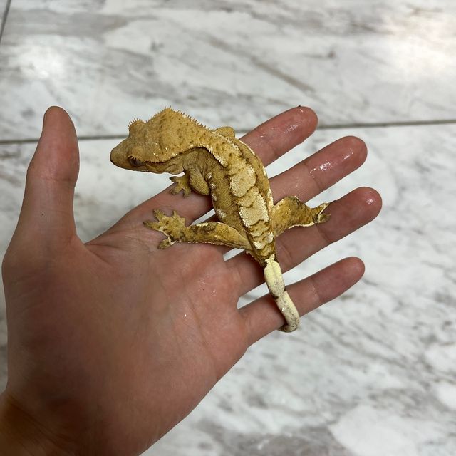 크림