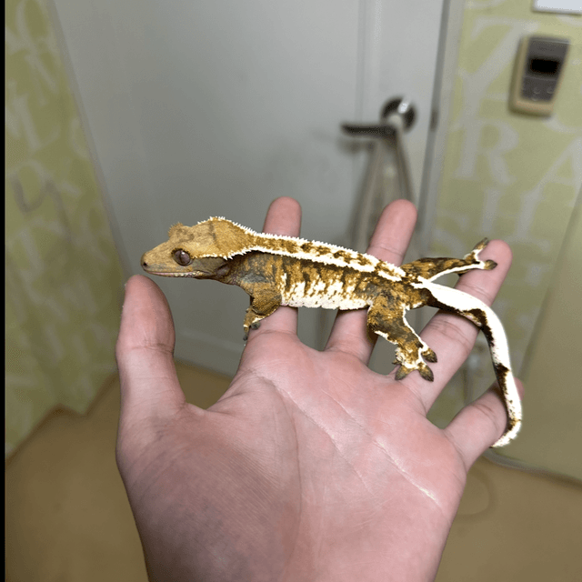 텐저린 트라이 익스트림할리퀸