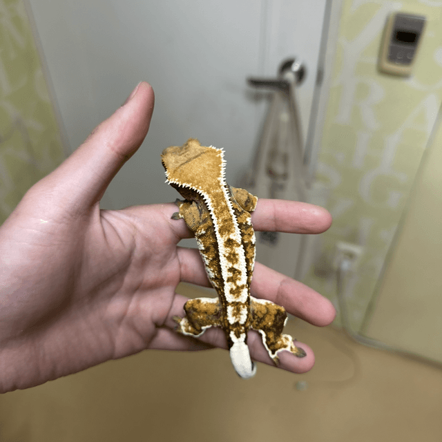 텐저린 트라이 익스트림할리퀸