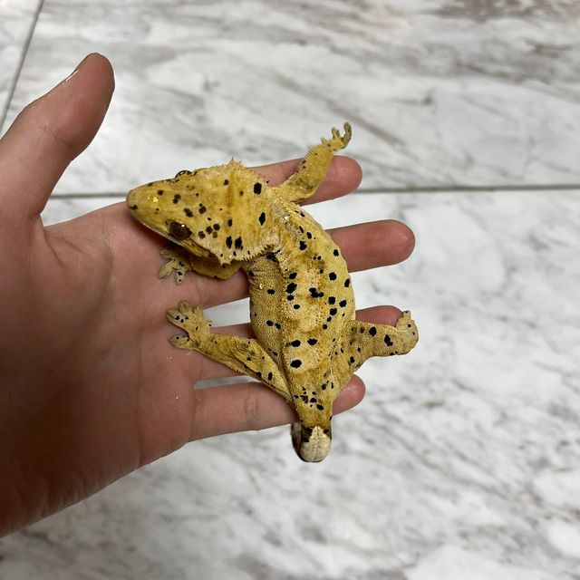 달마시안