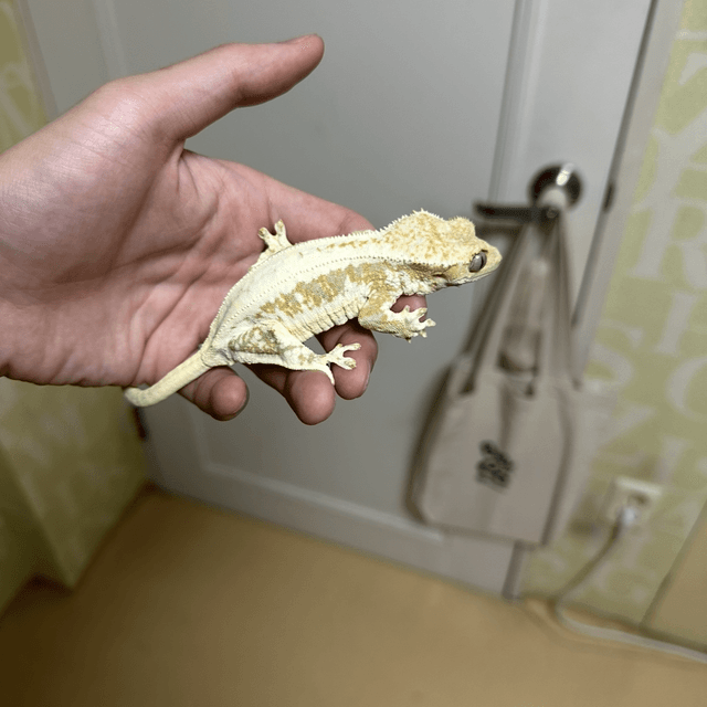 릴리100%헷아잔틱