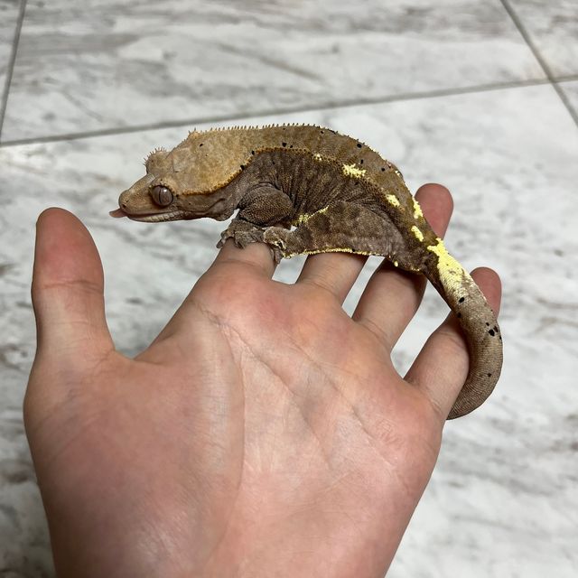 카푸치노