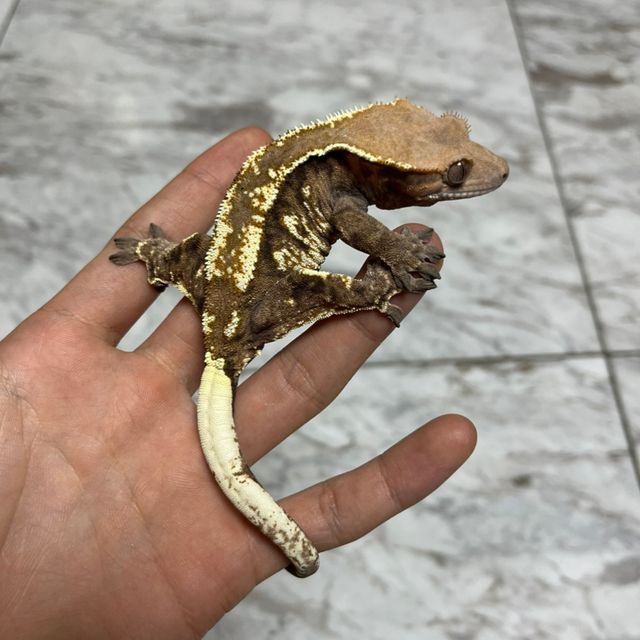 카푸치노 트라이
